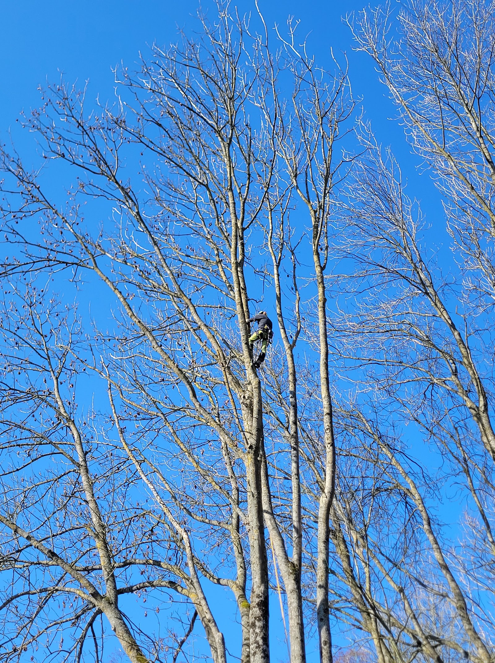 Élagueur-grimpeur en hauteur dans un arbre